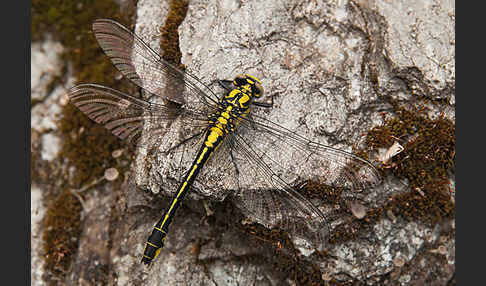 Gemeine Keiljungfer (Gomphus vulgatissimus)