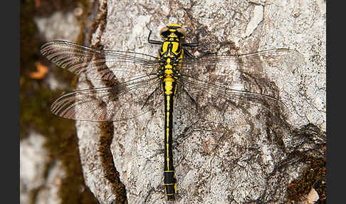 Gemeine Keiljungfer (Gomphus vulgatissimus)