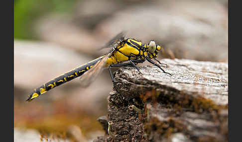 Gemeine Keiljungfer (Gomphus vulgatissimus)