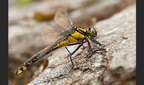 Gemeine Keiljungfer (Gomphus vulgatissimus)