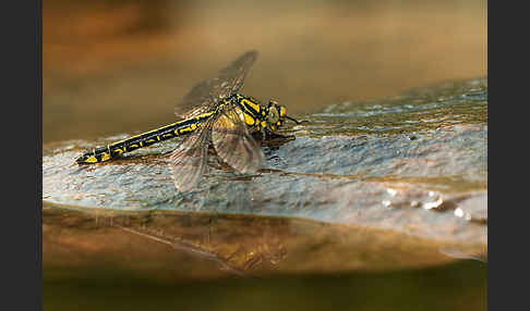 Gemeine Keiljungfer (Gomphus vulgatissimus)