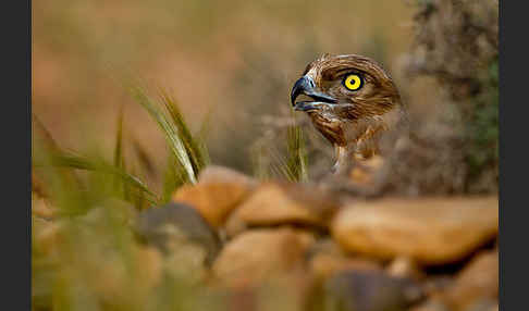 Schlangenadler (Circaetus gallicus)