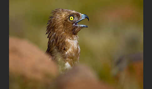 Schlangenadler (Circaetus gallicus)