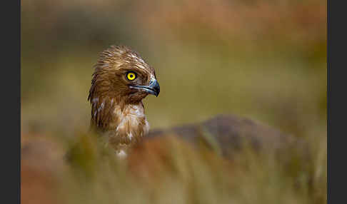 Schlangenadler (Circaetus gallicus)