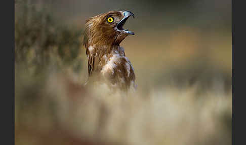 Schlangenadler (Circaetus gallicus)