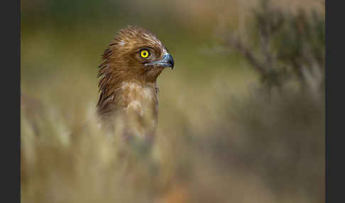 Schlangenadler (Circaetus gallicus)