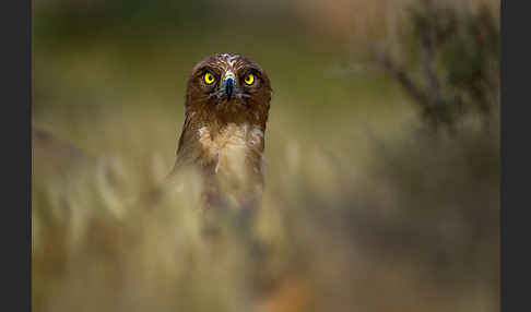 Schlangenadler (Circaetus gallicus)
