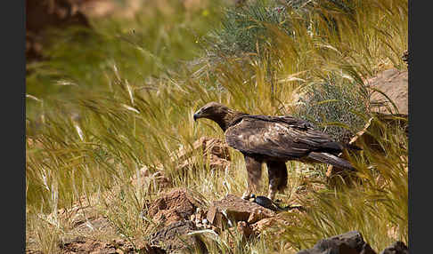 Steinadler (Aquila chrysaetos)