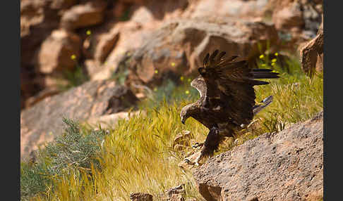 Steinadler (Aquila chrysaetos)