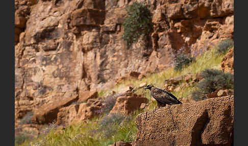 Steinadler (Aquila chrysaetos)