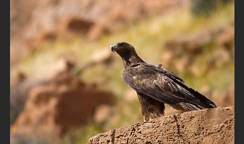 Steinadler (Aquila chrysaetos)