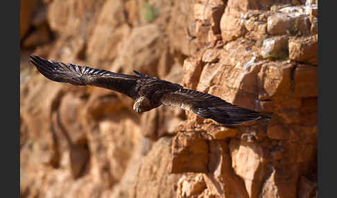 Steinadler (Aquila chrysaetos)