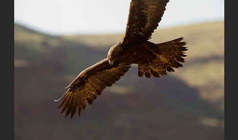 Steinadler (Aquila chrysaetos)