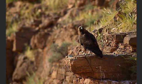 Steinadler (Aquila chrysaetos)