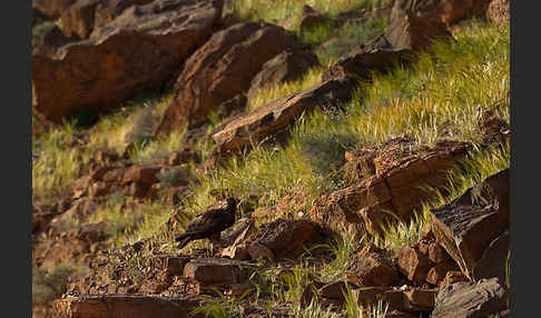 Steinadler (Aquila chrysaetos)