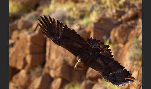 Steinadler (Aquila chrysaetos)