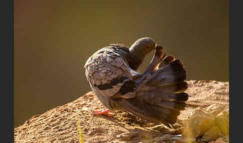 Felsentaube (Columba livia)