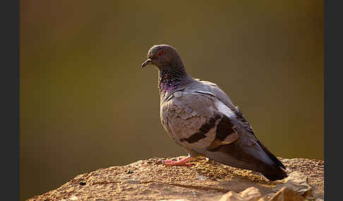 Felsentaube (Columba livia)