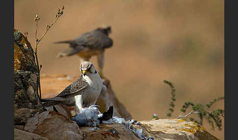 Lannerfalke sspec.1 (Falco biarmicus erlangeri)