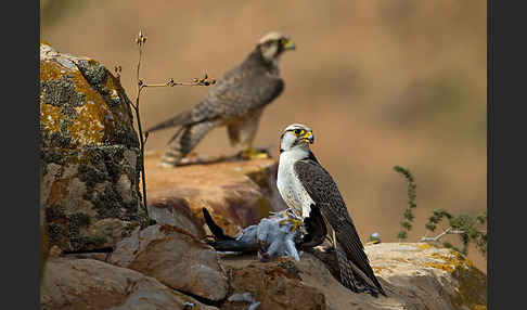 Lannerfalke sspec.1 (Falco biarmicus erlangeri)