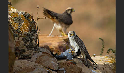 Lannerfalke sspec.1 (Falco biarmicus erlangeri)