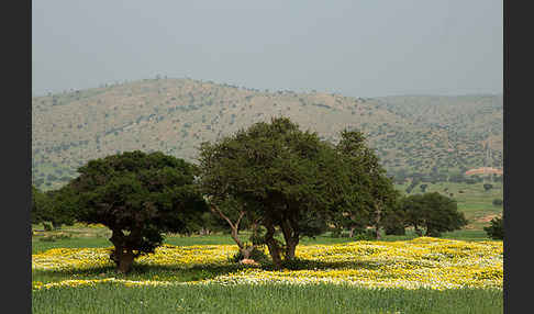 Arganie (Argania spinosa)