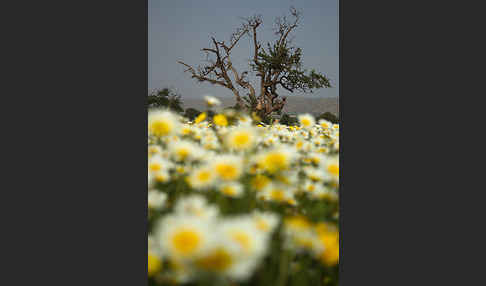 Arganie (Argania spinosa)