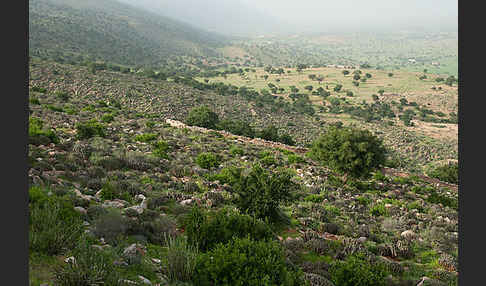 Arganie (Argania spinosa)