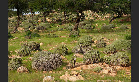 Vierkantige Euphorbie (Euphorbia echinus)