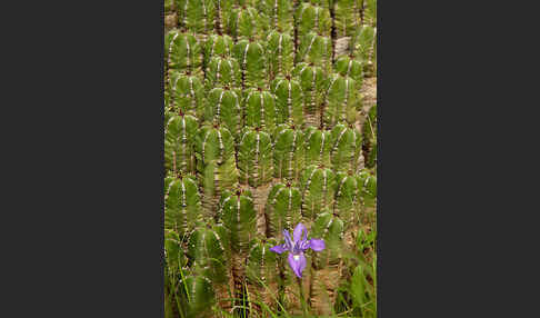 Mittags-Schwertlilie (Gynandiris sisyrinchium)