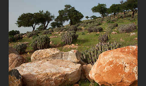 Vierkantige Euphorbie (Euphorbia echinus)