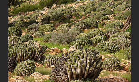 Vierkantige Euphorbie (Euphorbia echinus)