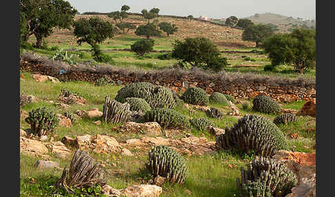 Vierkantige Euphorbie (Euphorbia echinus)