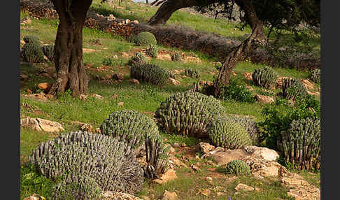 Vierkantige Euphorbie (Euphorbia echinus)