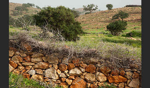 Marokko (Morocco)