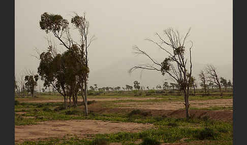 Marokko (Morocco)