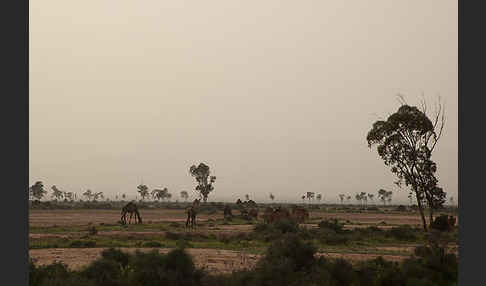 Marokko (Morocco)