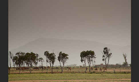 Marokko (Morocco)