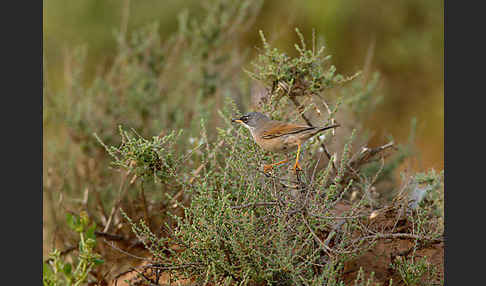 Brillengrasmücke (Sylvia conspicillata)