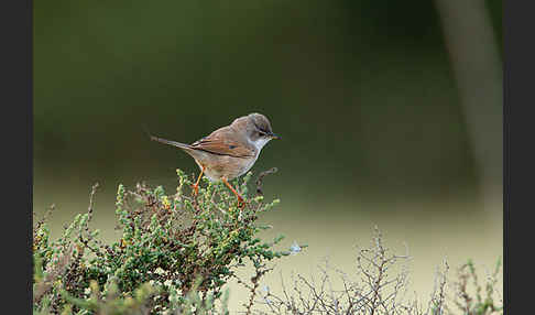 Brillengrasmücke (Sylvia conspicillata)