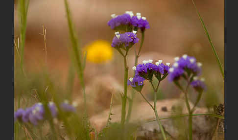 Strandflieder (Limonium spec.)