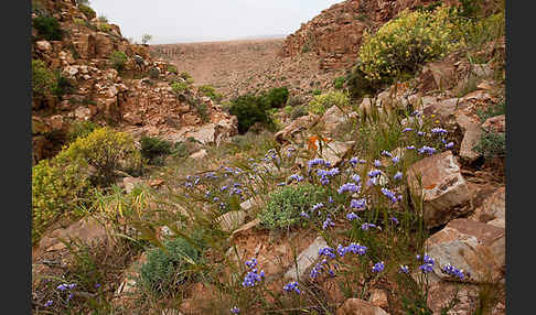 Strandflieder (Limonium spec.)