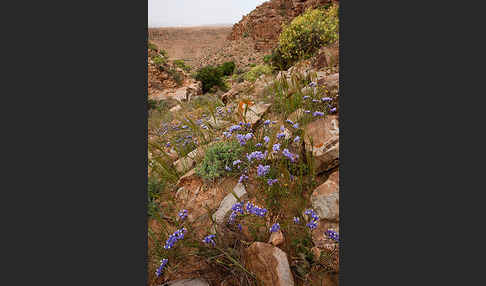 Strandflieder (Limonium spec.)