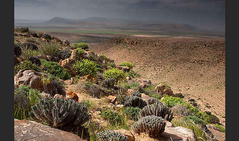 Baum-Wolfsmilch (Euphorbia dendroides)