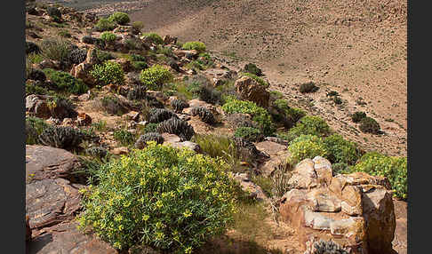 Zypressen-Wolfsmilch (Euphorbia cyparissias)