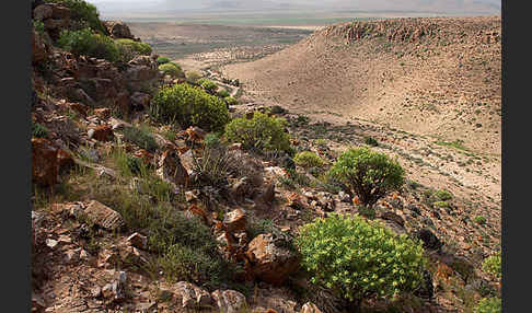 Baum-Wolfsmilch (Euphorbia dendroides)