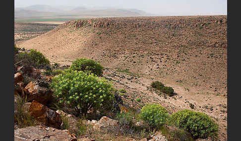 Baum-Wolfsmilch (Euphorbia dendroides)