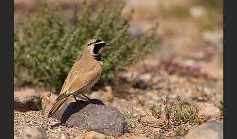 Saharaohrenlerche (Eremophila bilopha)