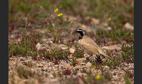 Saharaohrenlerche (Eremophila bilopha)