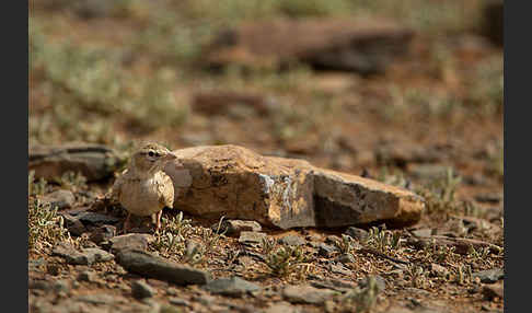 Kurzzehenlerche (Calandrella brachydactyla)